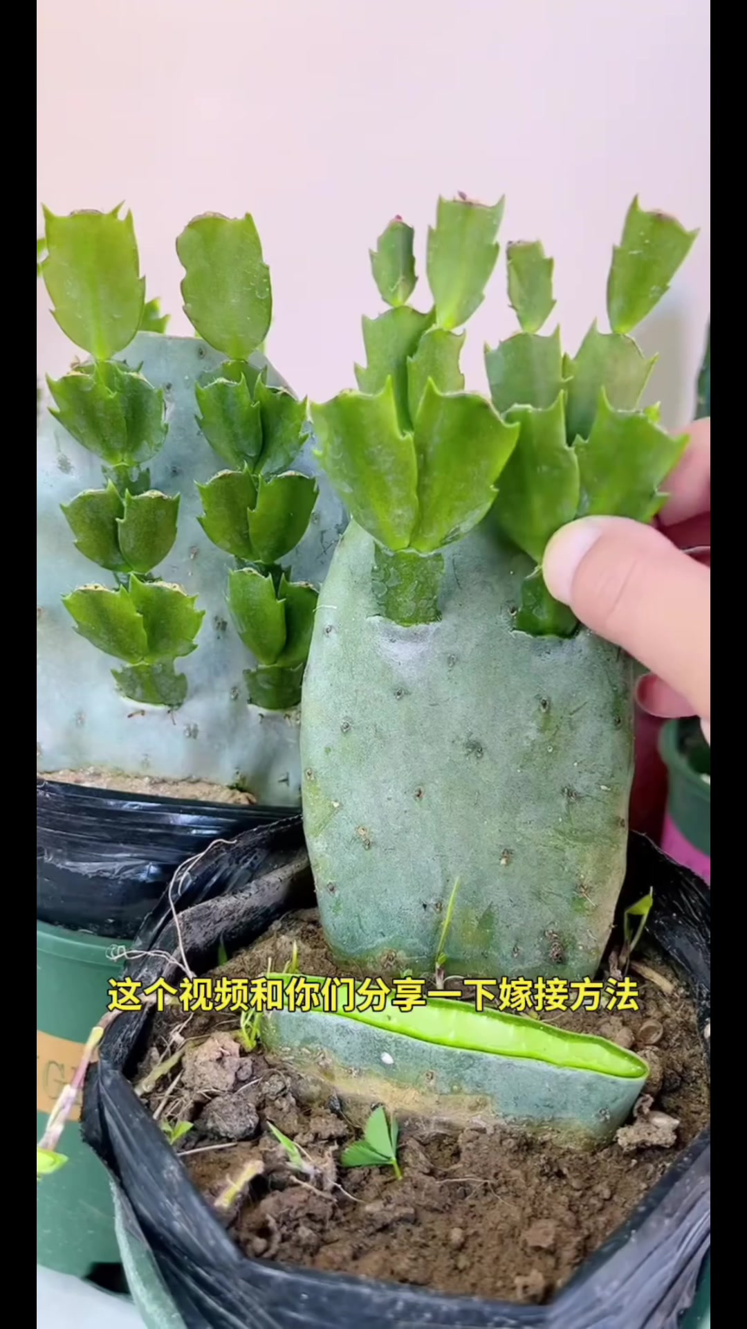 仙人掌嫁接蟹爪兰!
