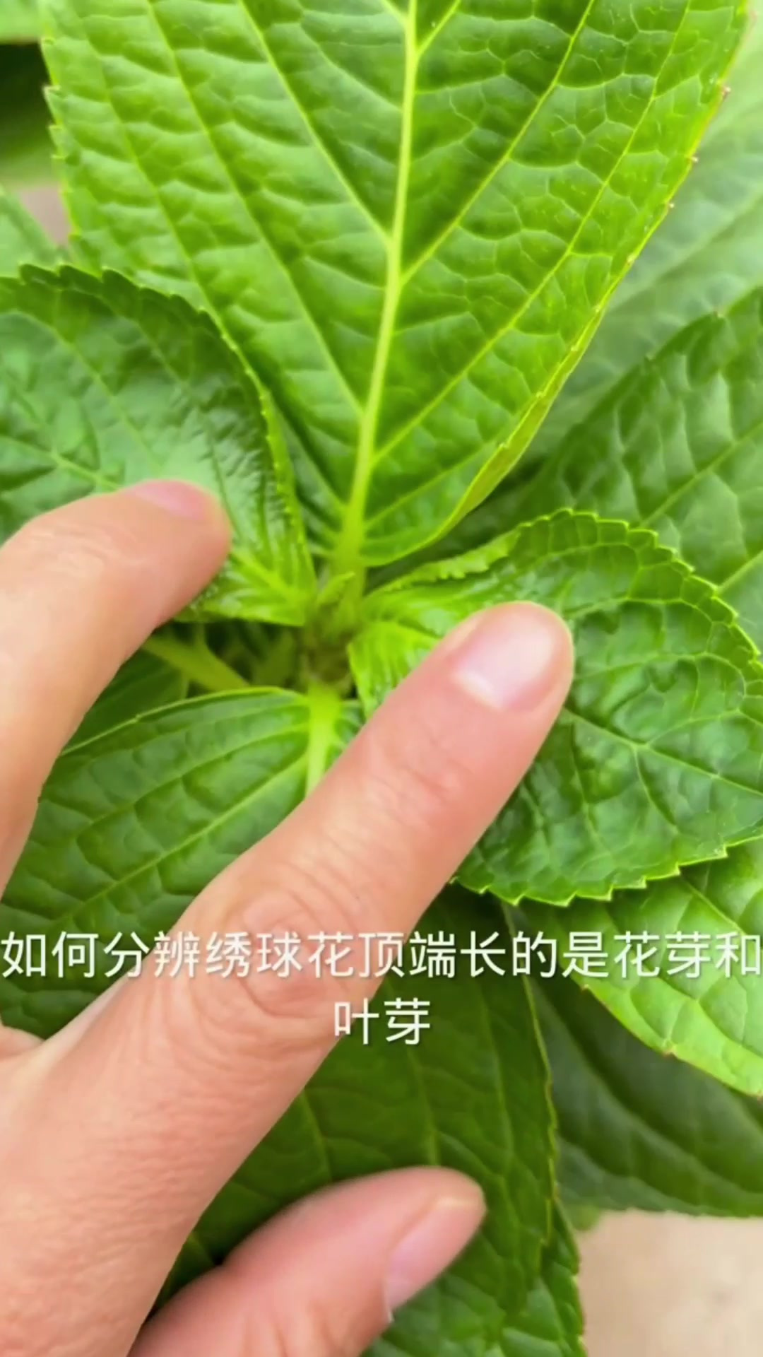 绣球花芽与叶芽图片图片