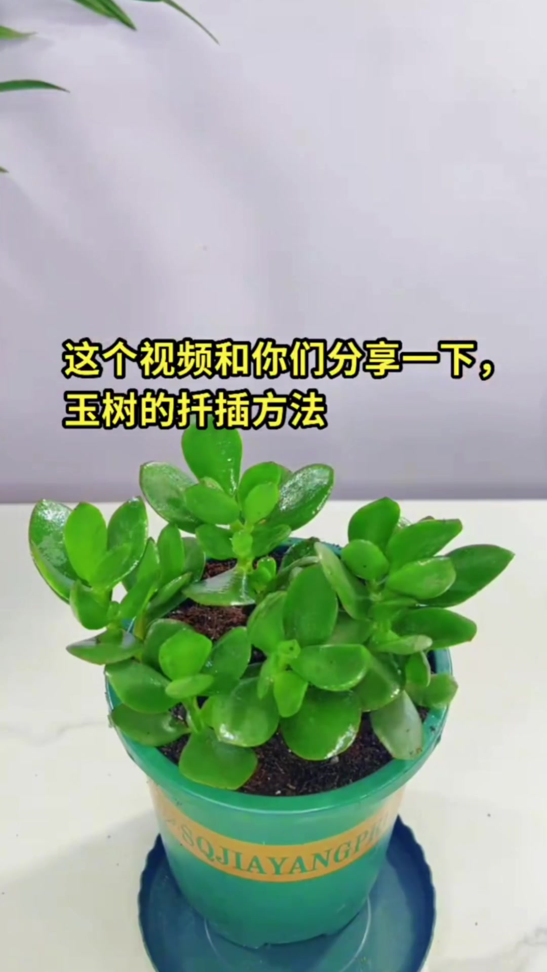 玉树通过扦插繁殖的方法
