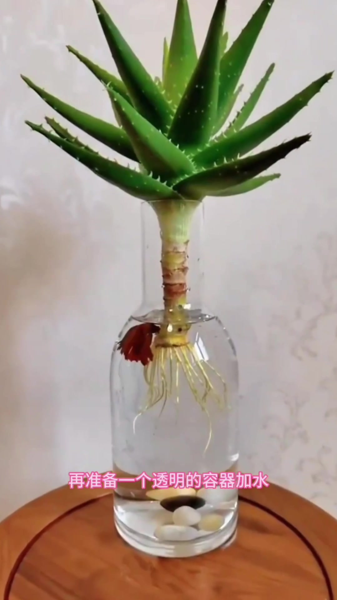 芦荟掰个芽,插水里7天生根,操作简单长得超快