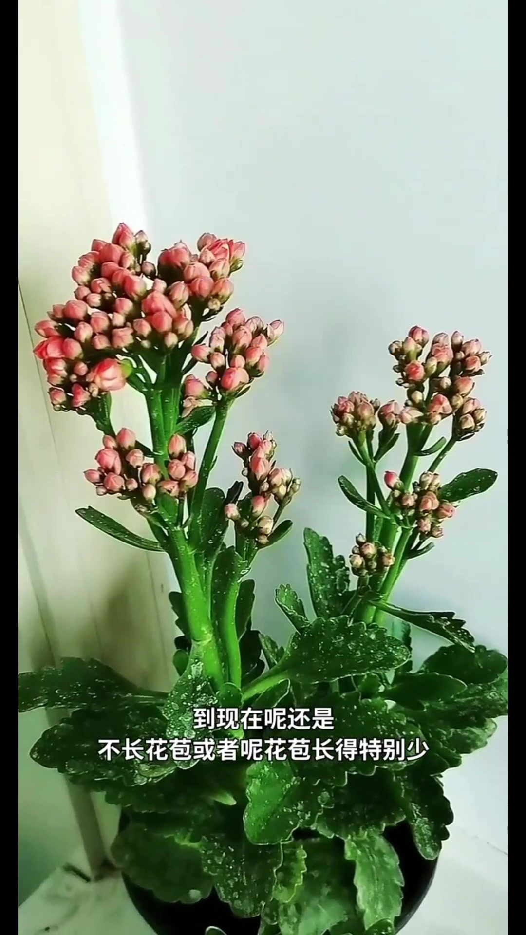 长寿花不开花咋办图片