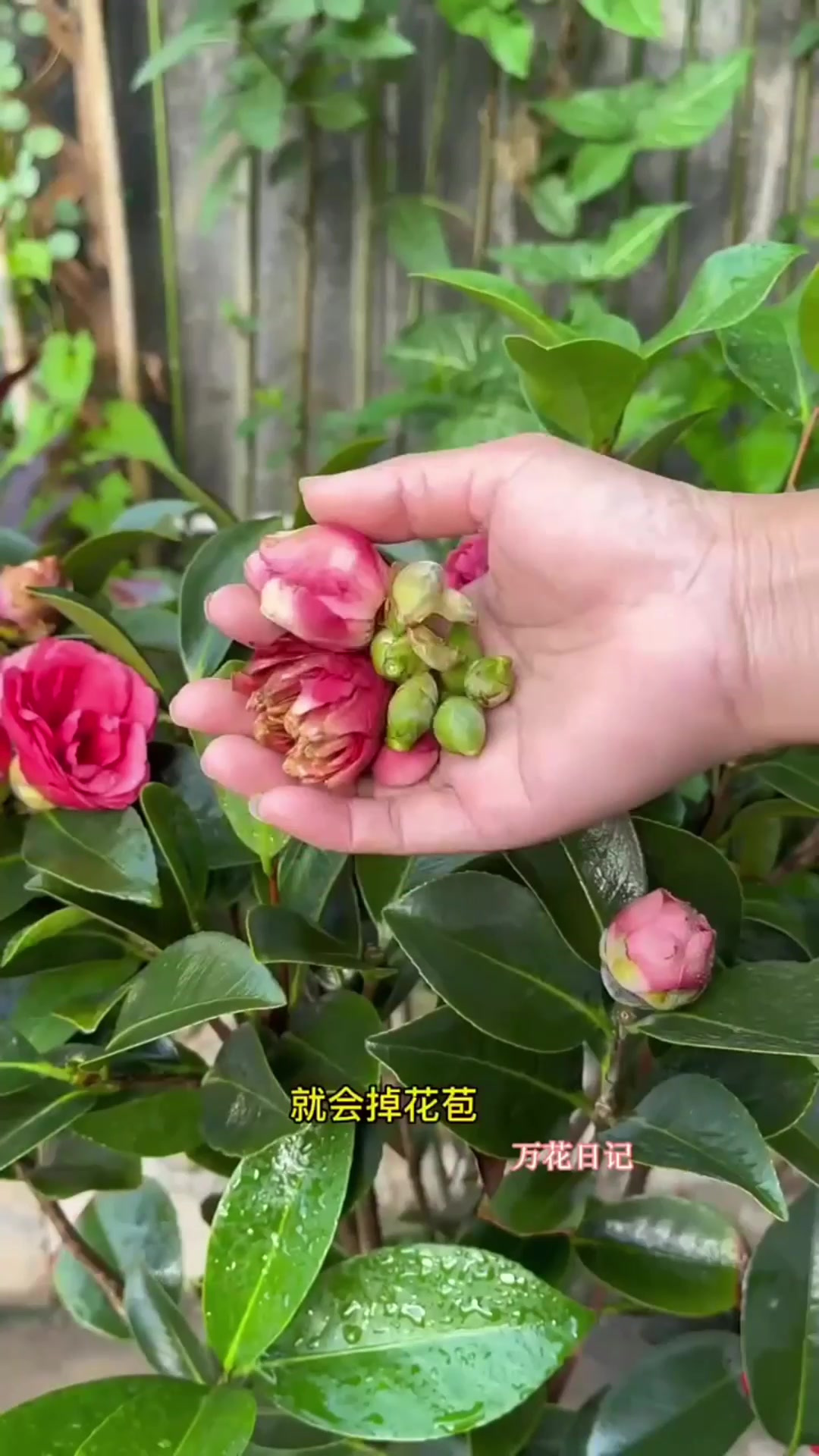 山茶花骨朵图片