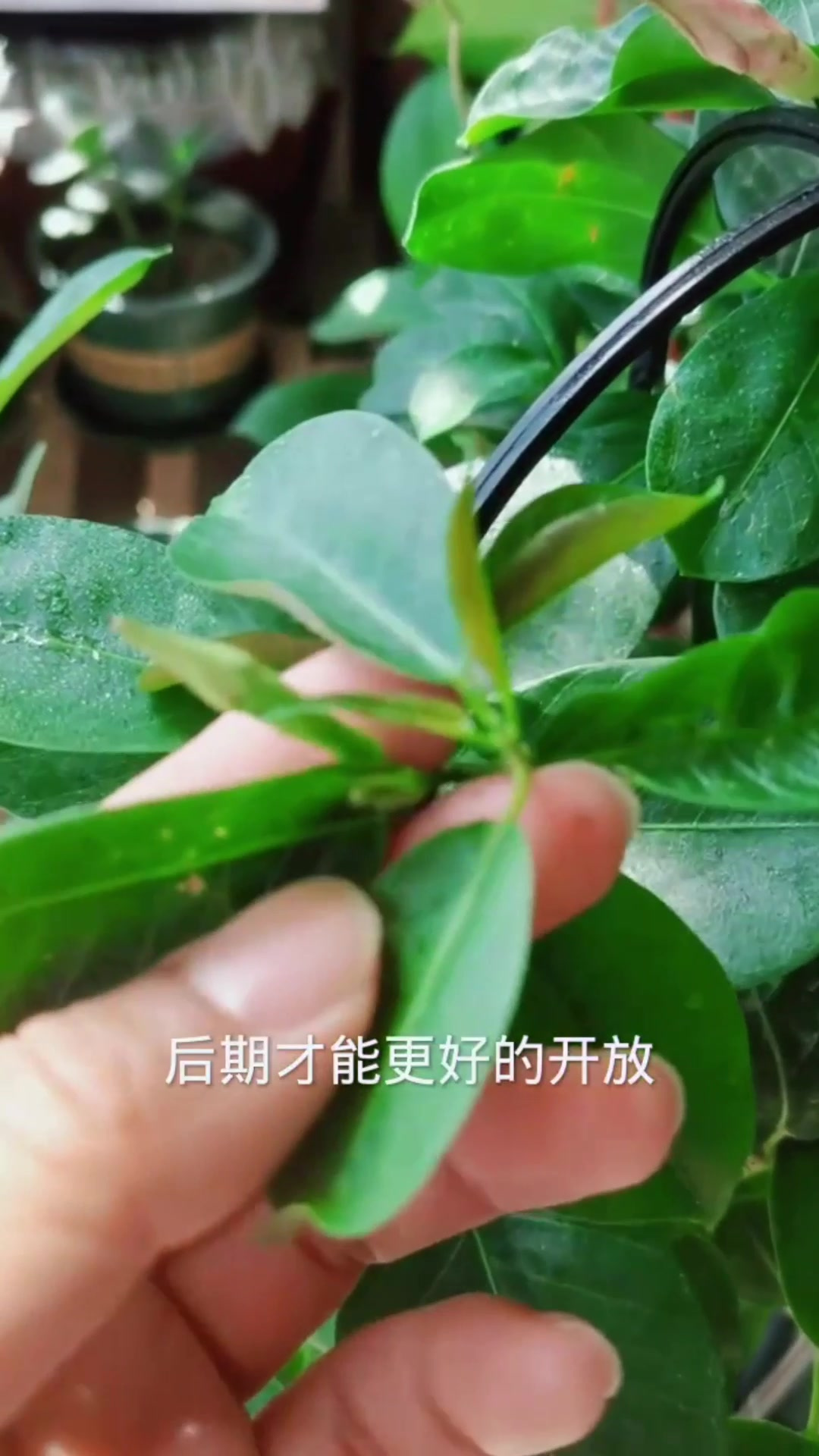 飘香藤长出花苞"三个不要"