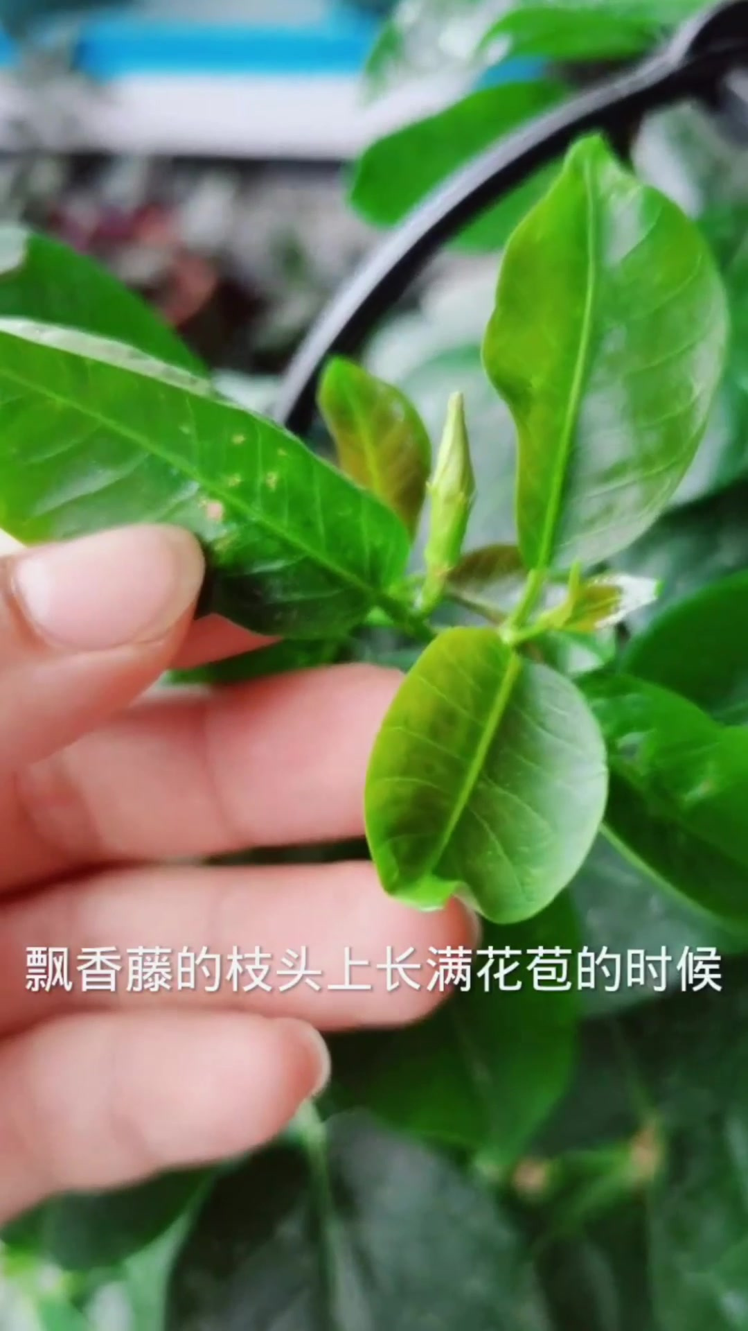 飘香藤长出花苞"三个喜好"