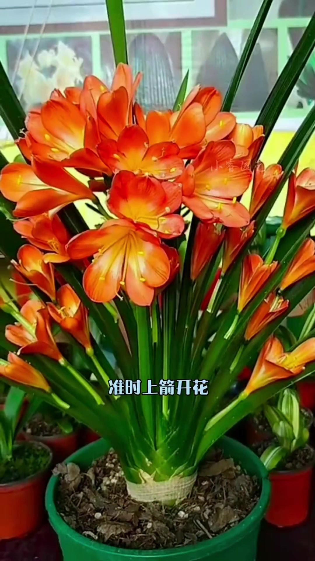 植物君子兰的秘密(植物君子兰的秘密有哪些)
