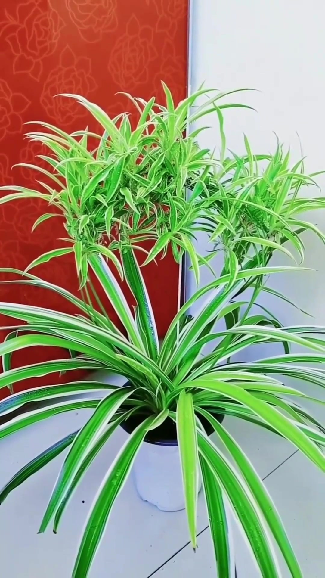 金边吊兰喜欢什么样的生长环境