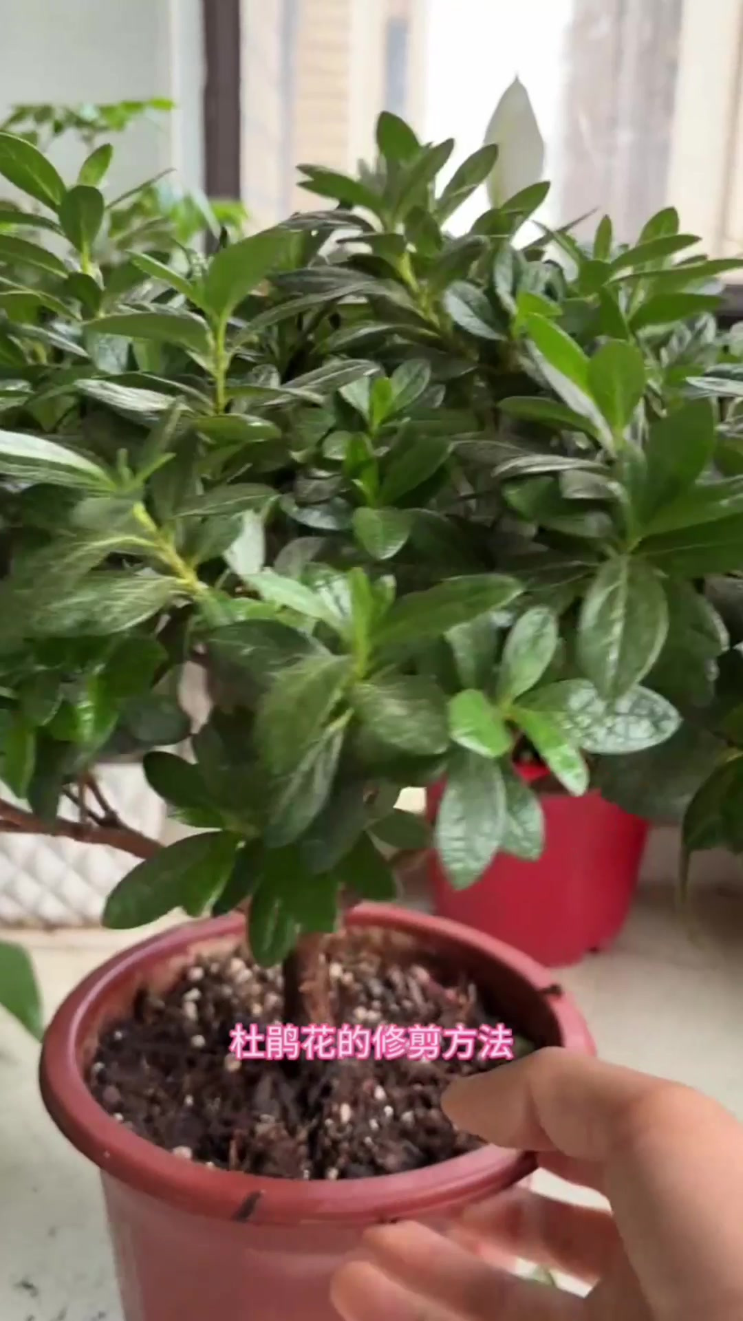 杜鹃花修剪得3个小方法