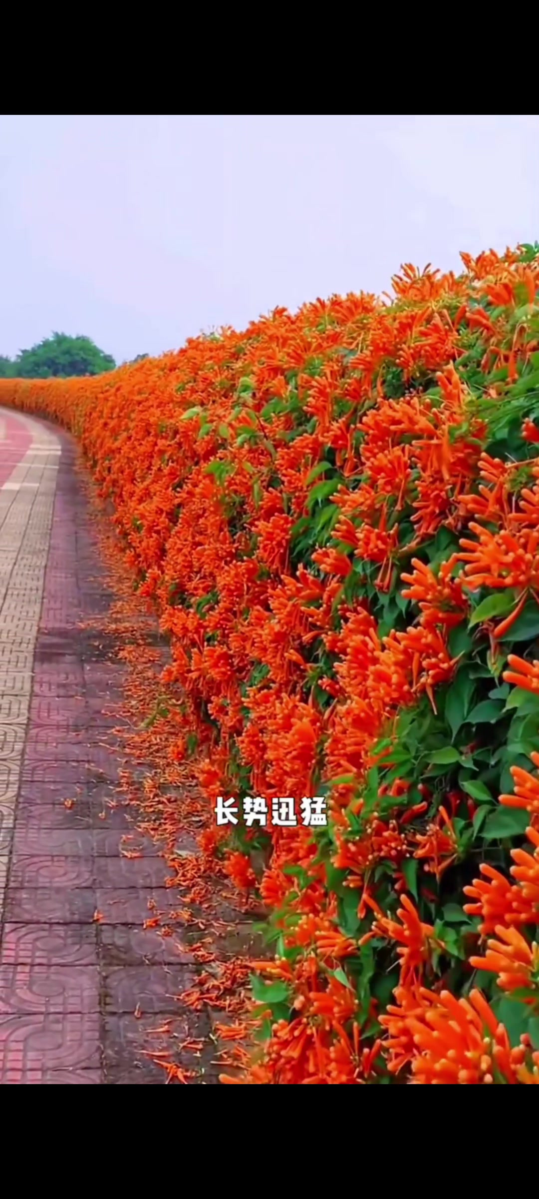 鞭炮花叶图片