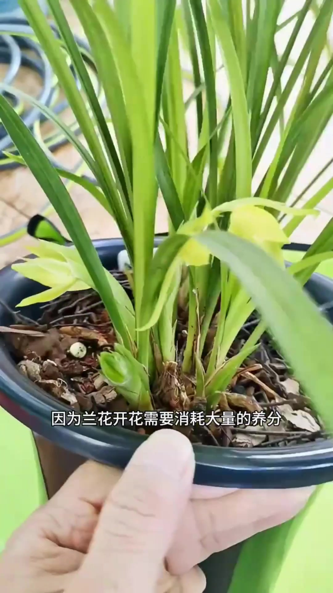 兰花催花技巧图片