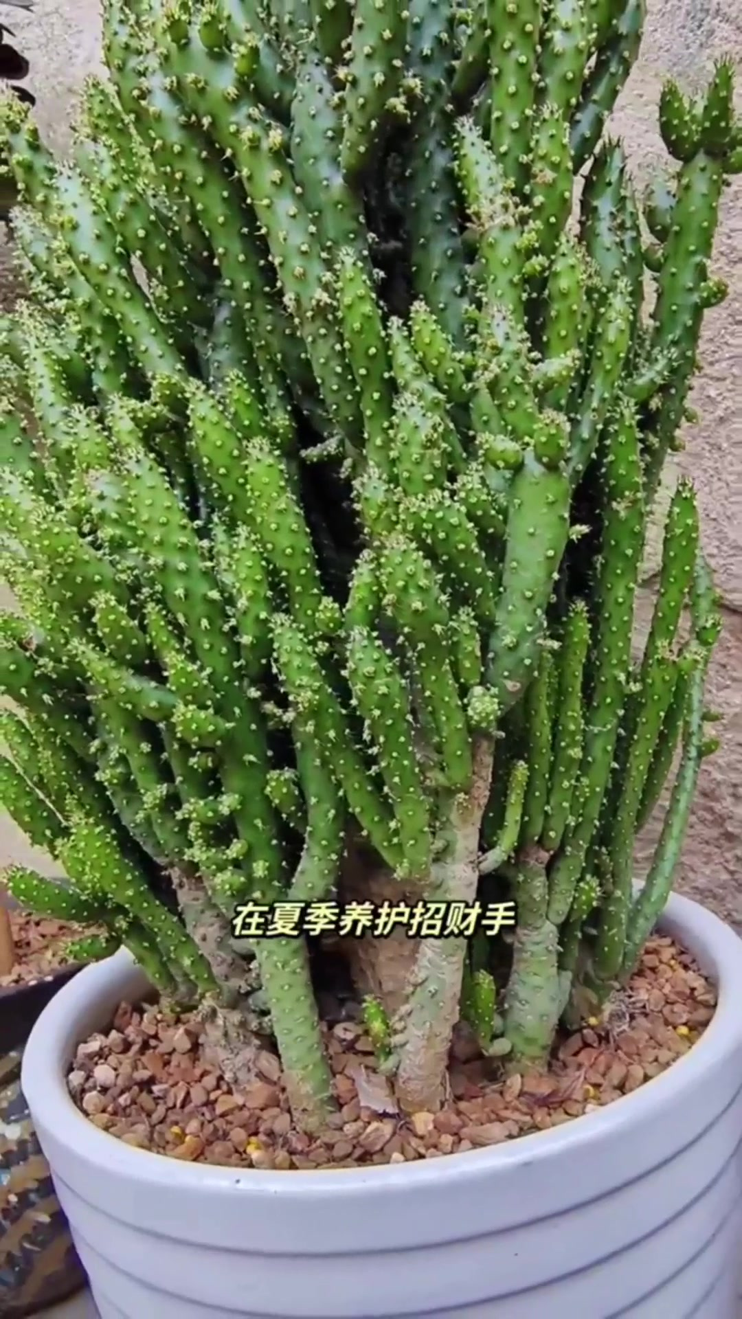 "招财手"这么养,生长旺盛,顺利度夏