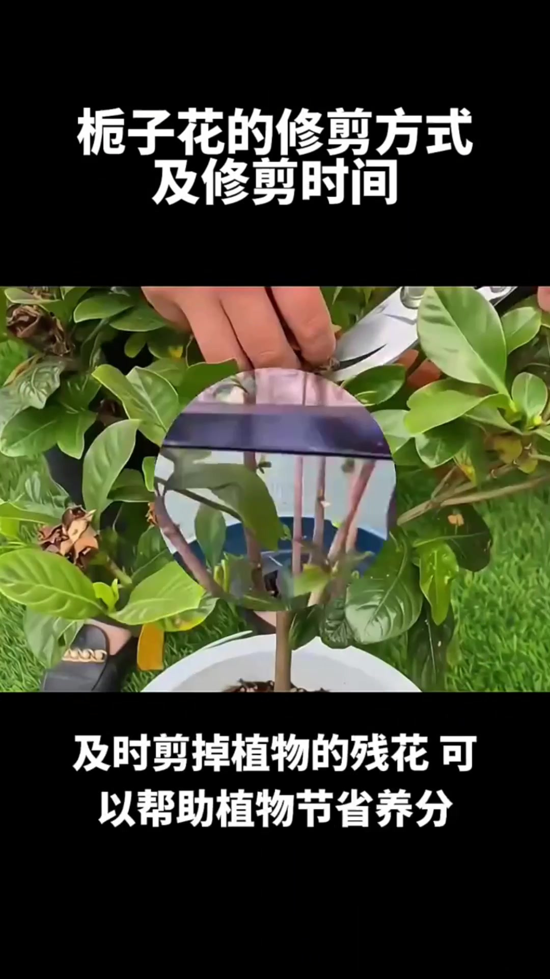 栀子花怎样修剪图解图片