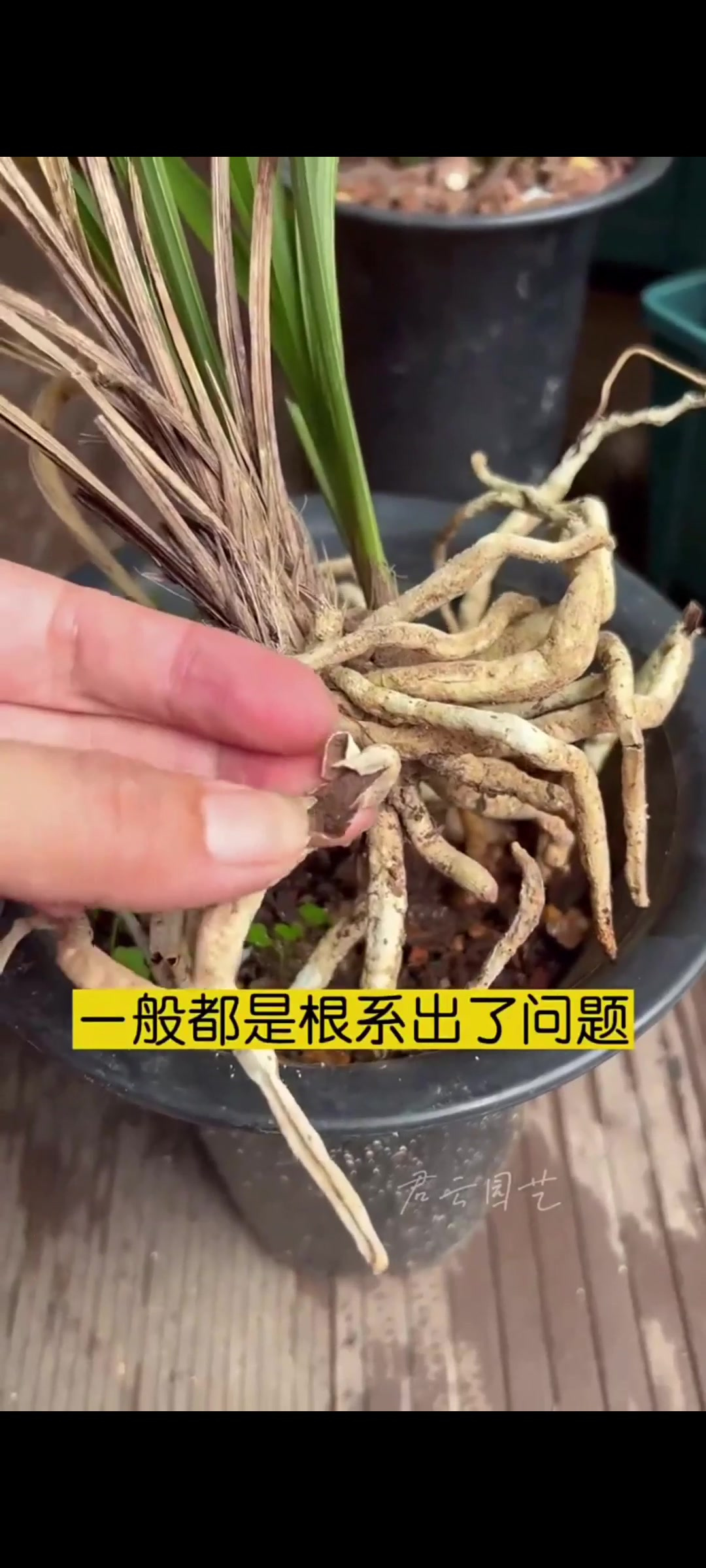 兰花芦头发黑腐烂,或者叶片大量枯萎怎么办?养花小知识