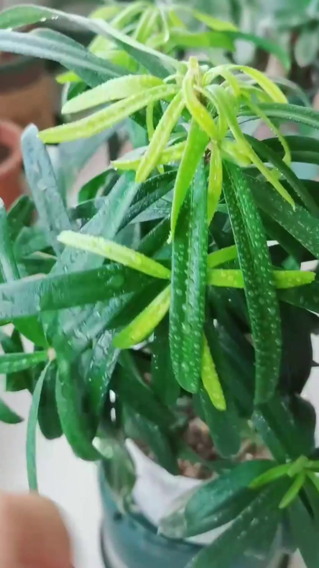 罗汉松叶片发软怎么解决