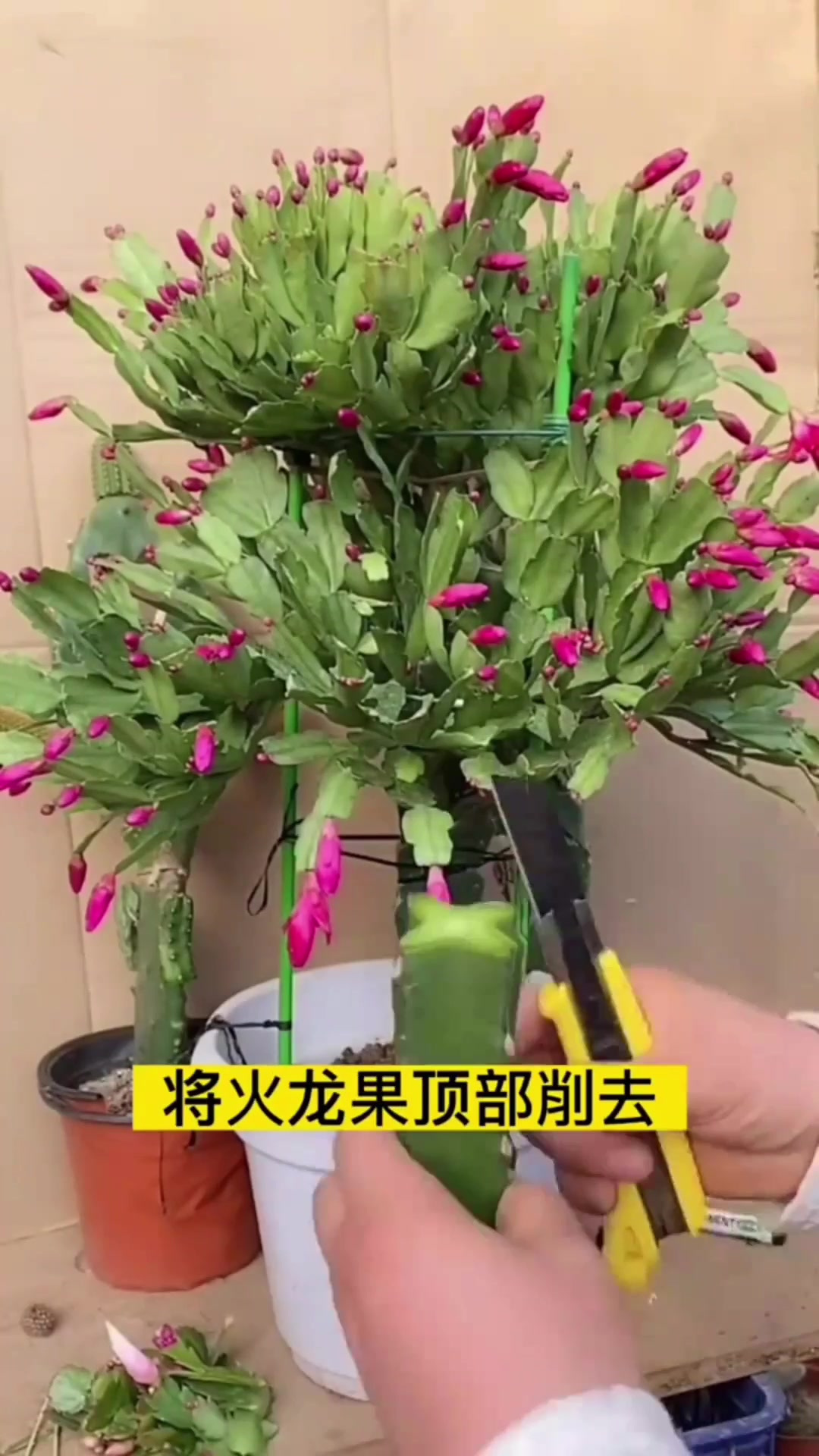 火龙果嫁接"蟹爪兰"
