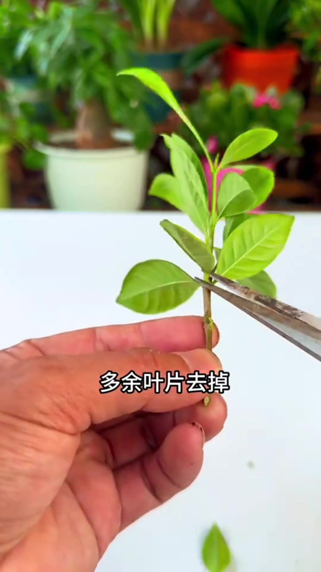 看如何用栀子花枝条水培扦插,看来这招只有我知道