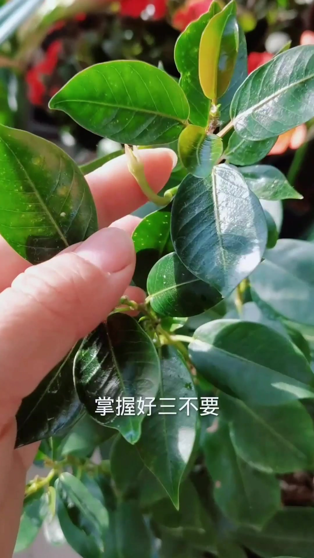 飘香藤长出花苞做好"三个不要"