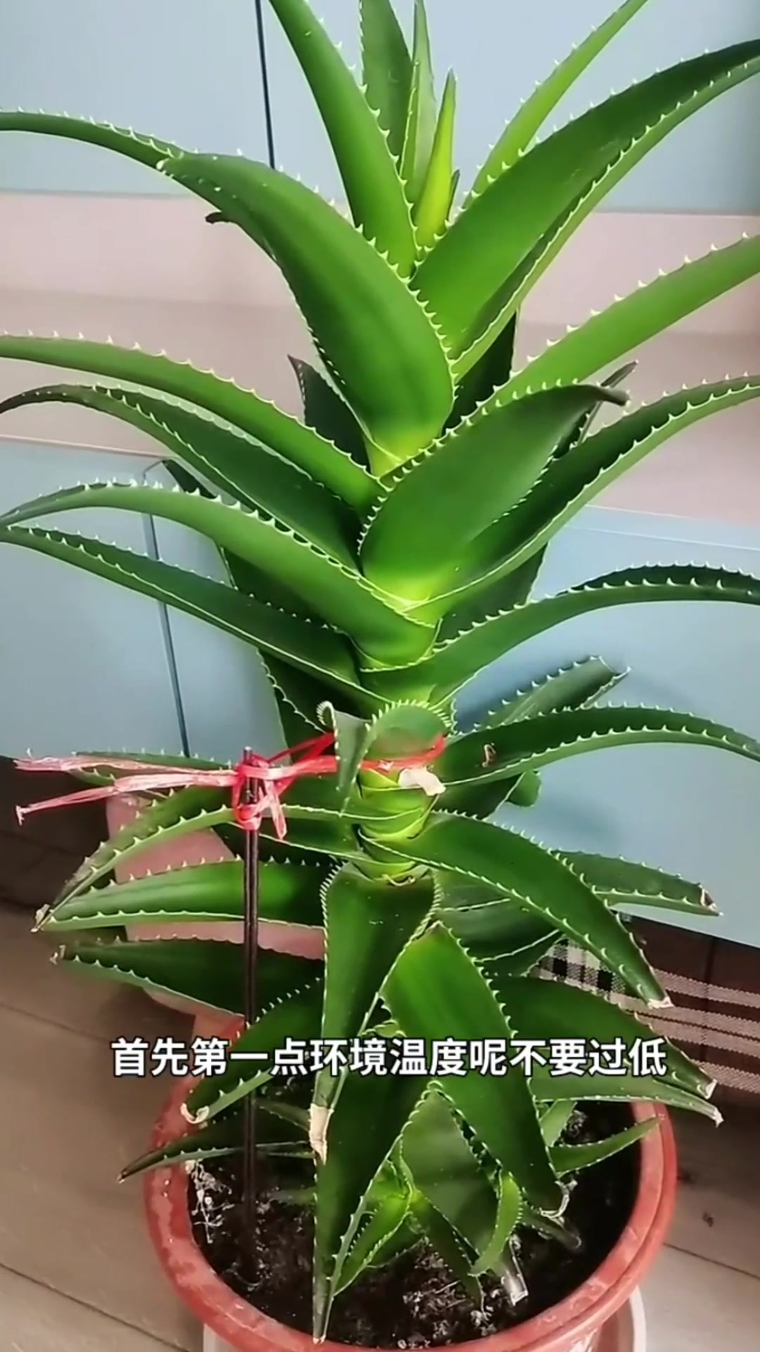 芦荟的生长过程图片