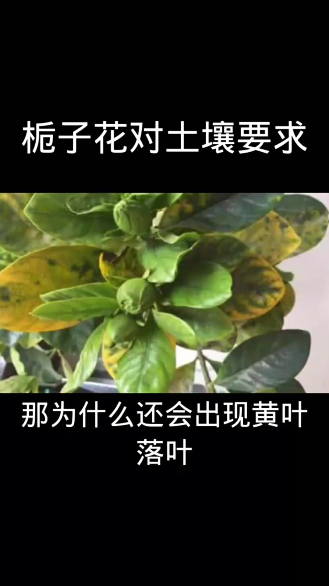 栀子花土壤配制图片