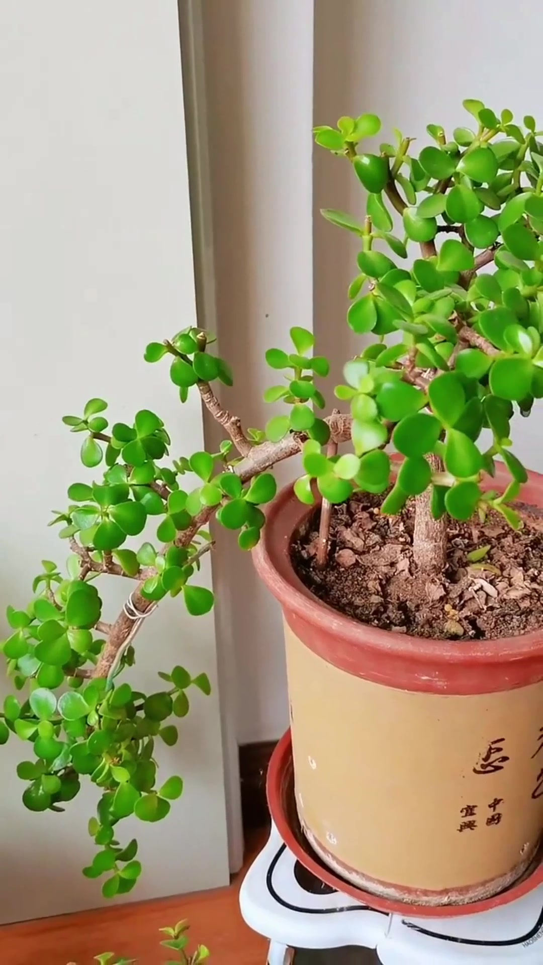 金枝玉叶是最适合做造型的花卉