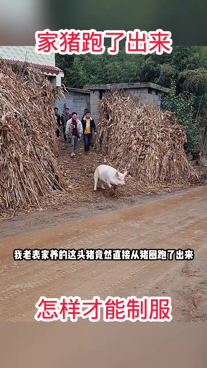 家猪跑了出来,怎样才能制服!