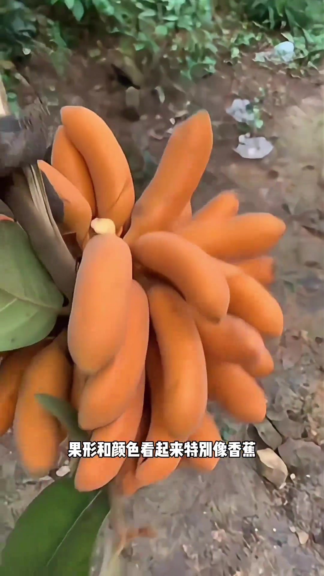 这是什么水果?长得特别像香蕉