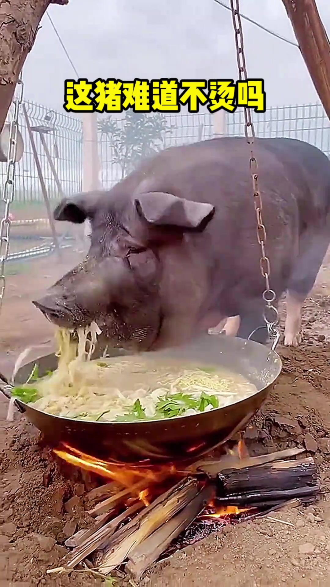 "惊讶!猪竟然享受铁锅煮面,吃得比我还好!