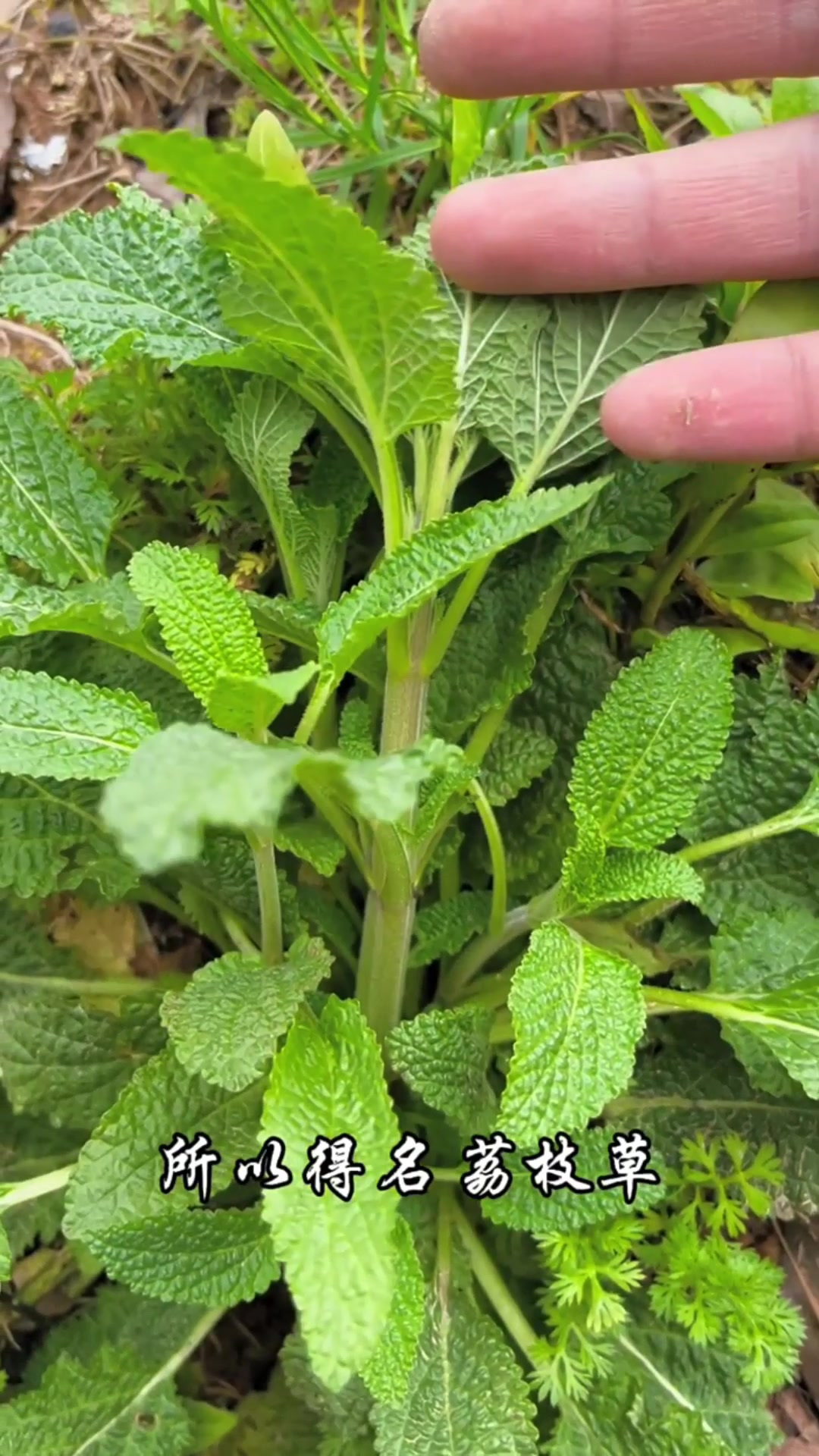 野生有毒植物图片大全图片