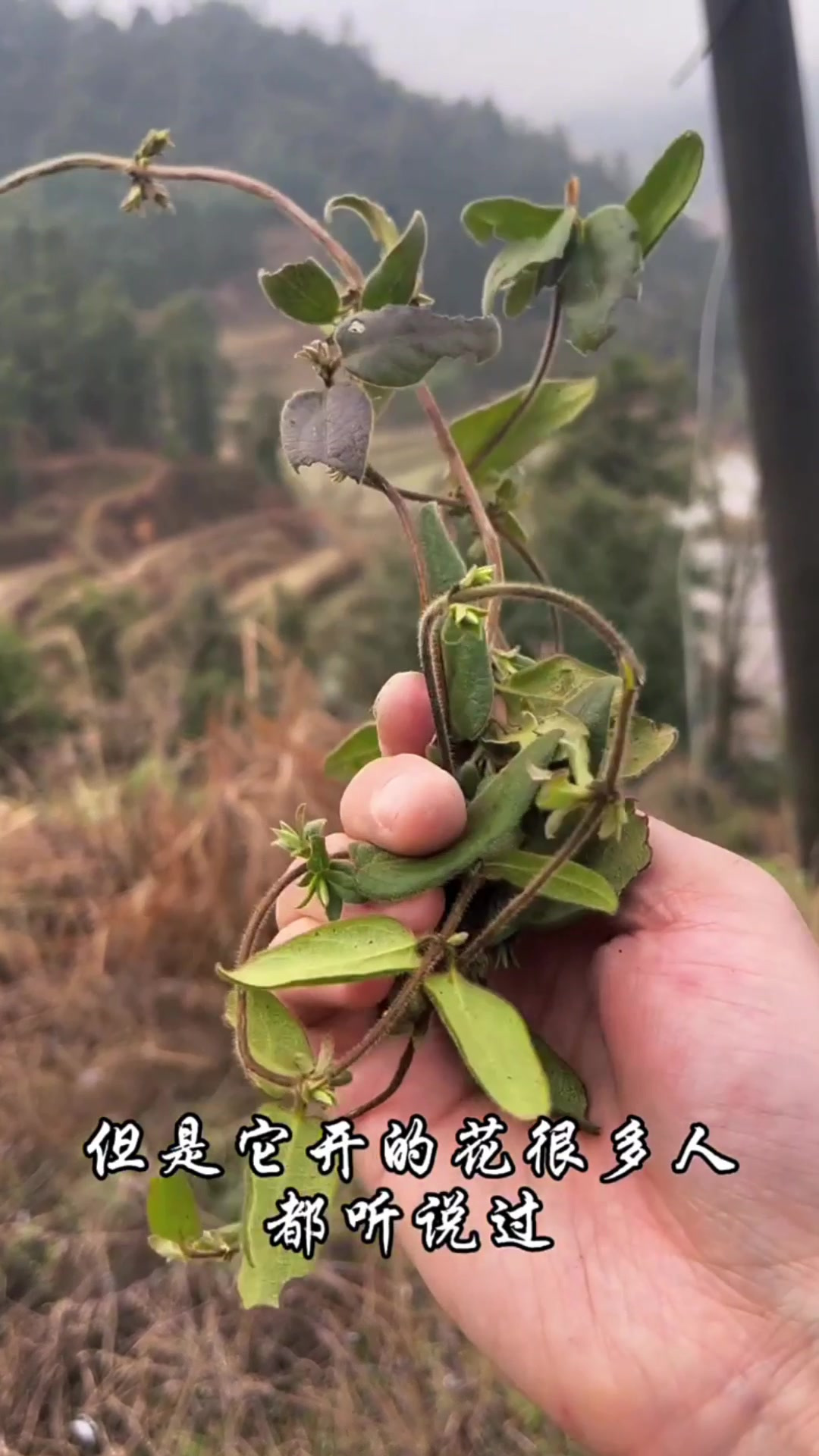 银花藤别名图片