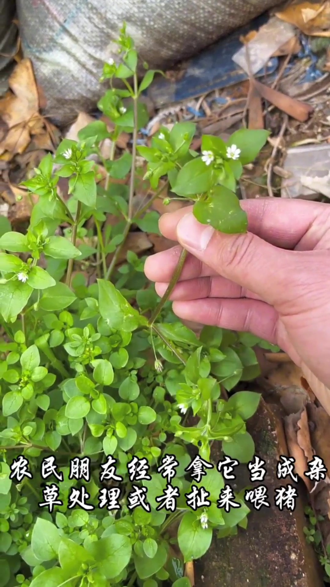 鹅儿肠,又叫鹅肠菜,繁缕,抽筋草,你认识这种植物吗