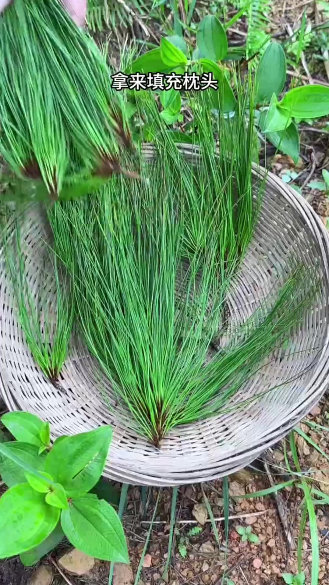 本草纲目松针图片