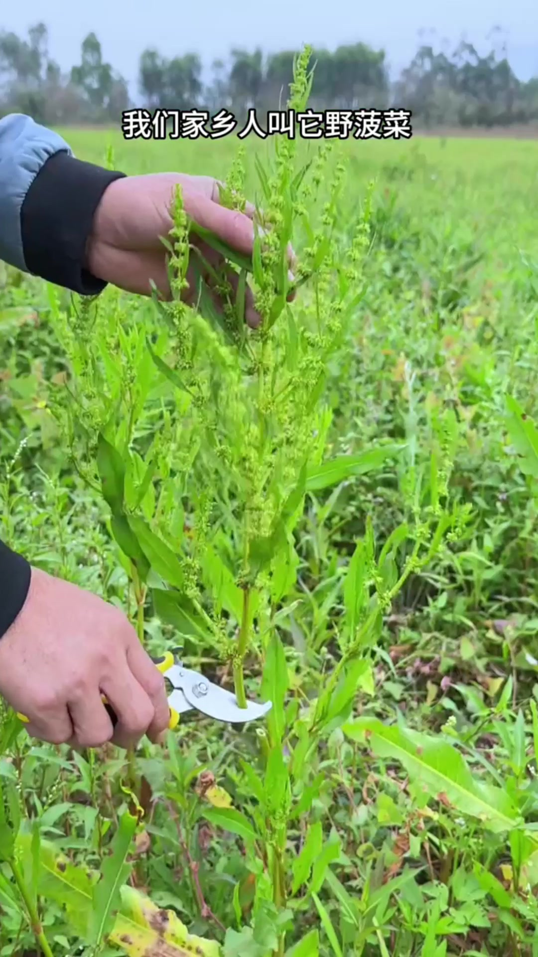 和菠菜很像的植物图片图片