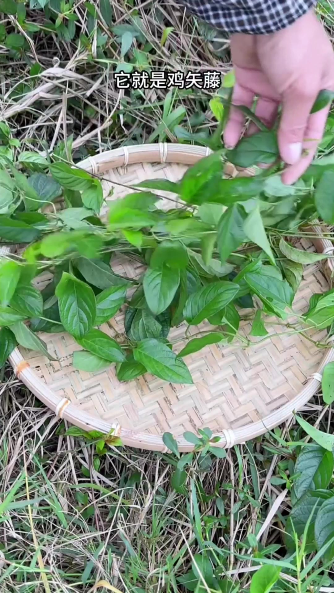 鸡爪藤草的图片大全图片