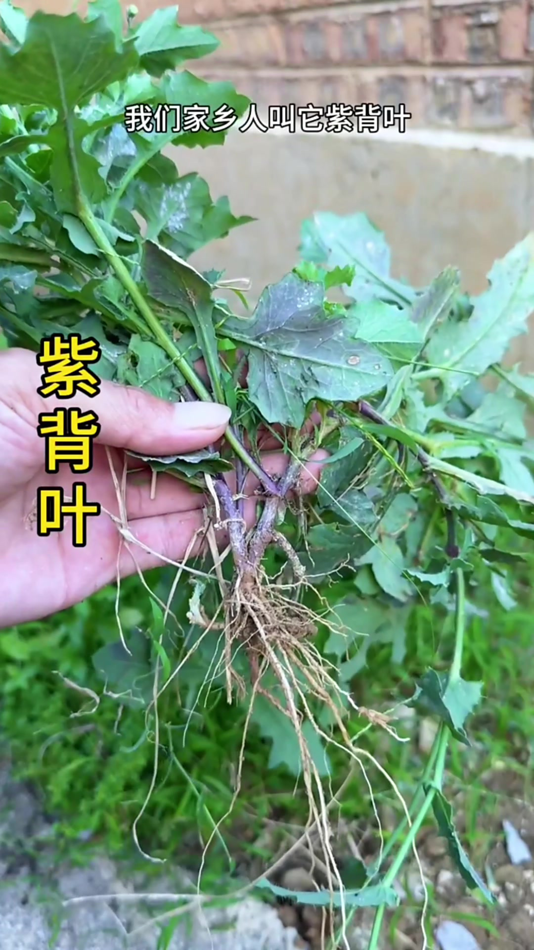 农村屋边的紫背叶,别名一点红