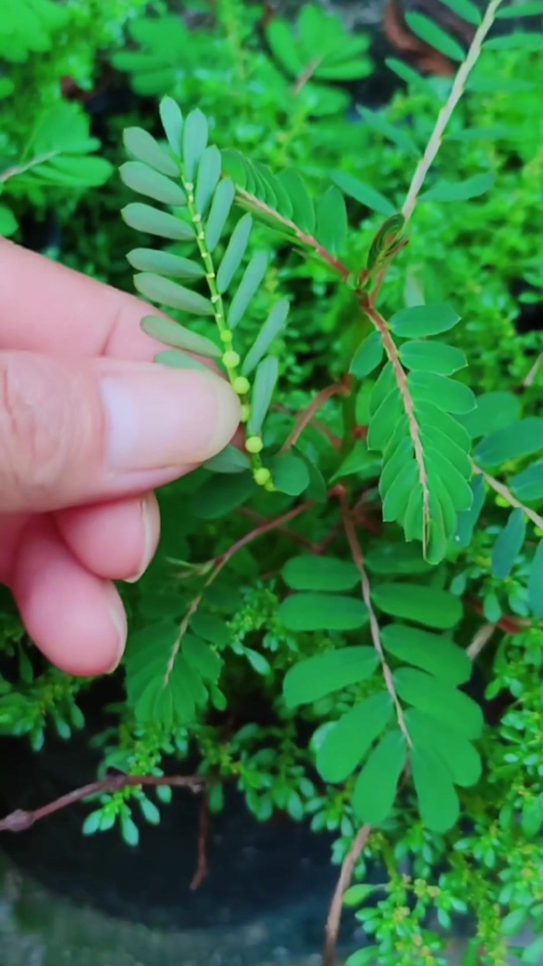 珠子草的药用价值图片