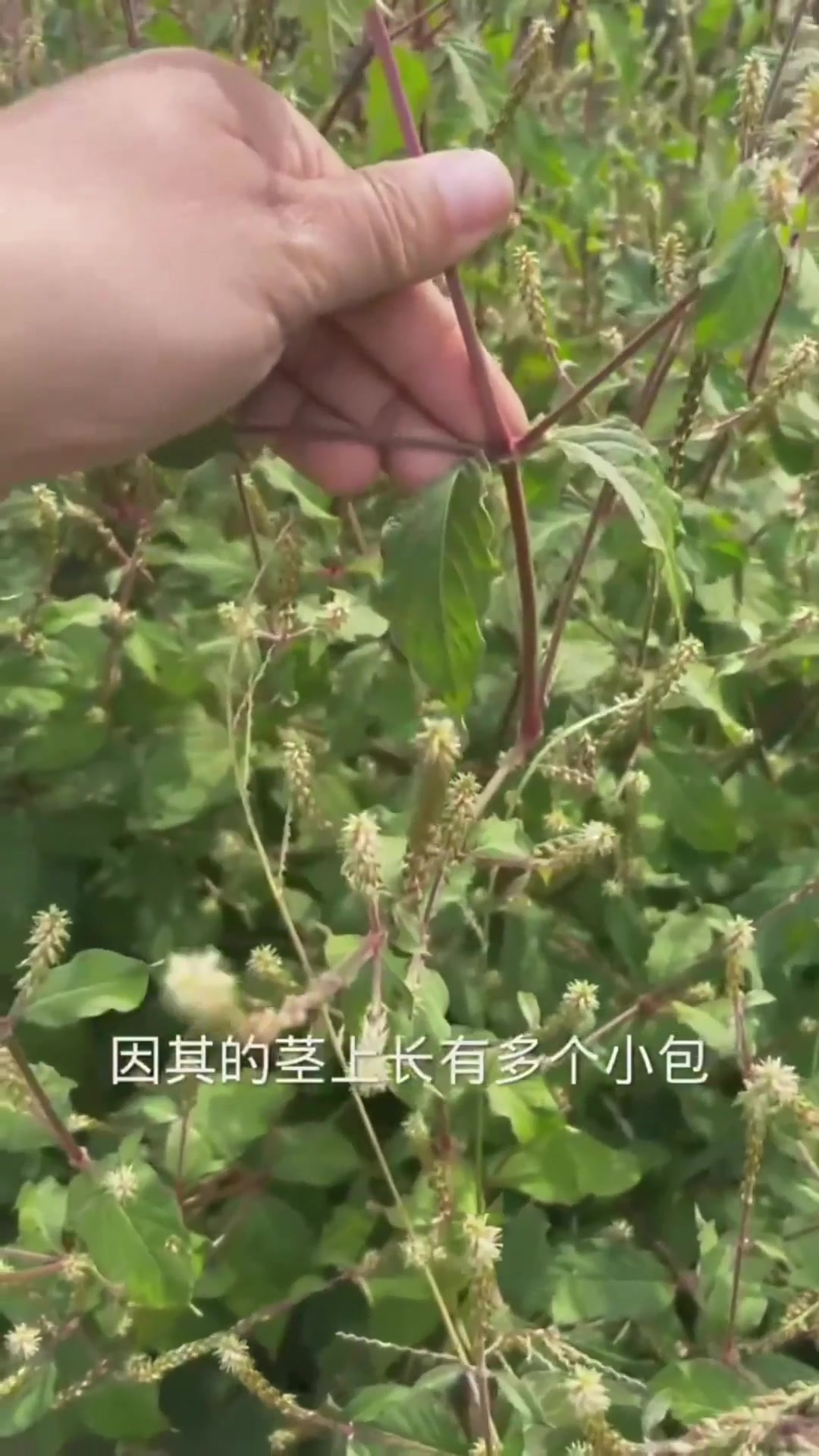 茵陈蒿开花图片