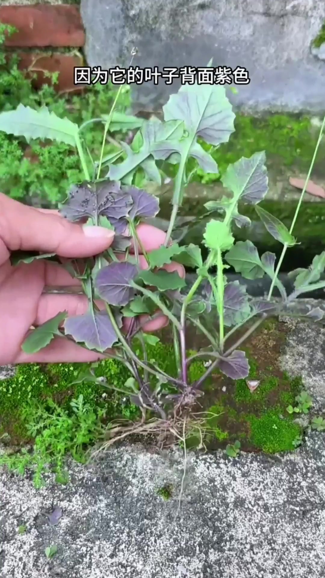 子背金银草药药效图片