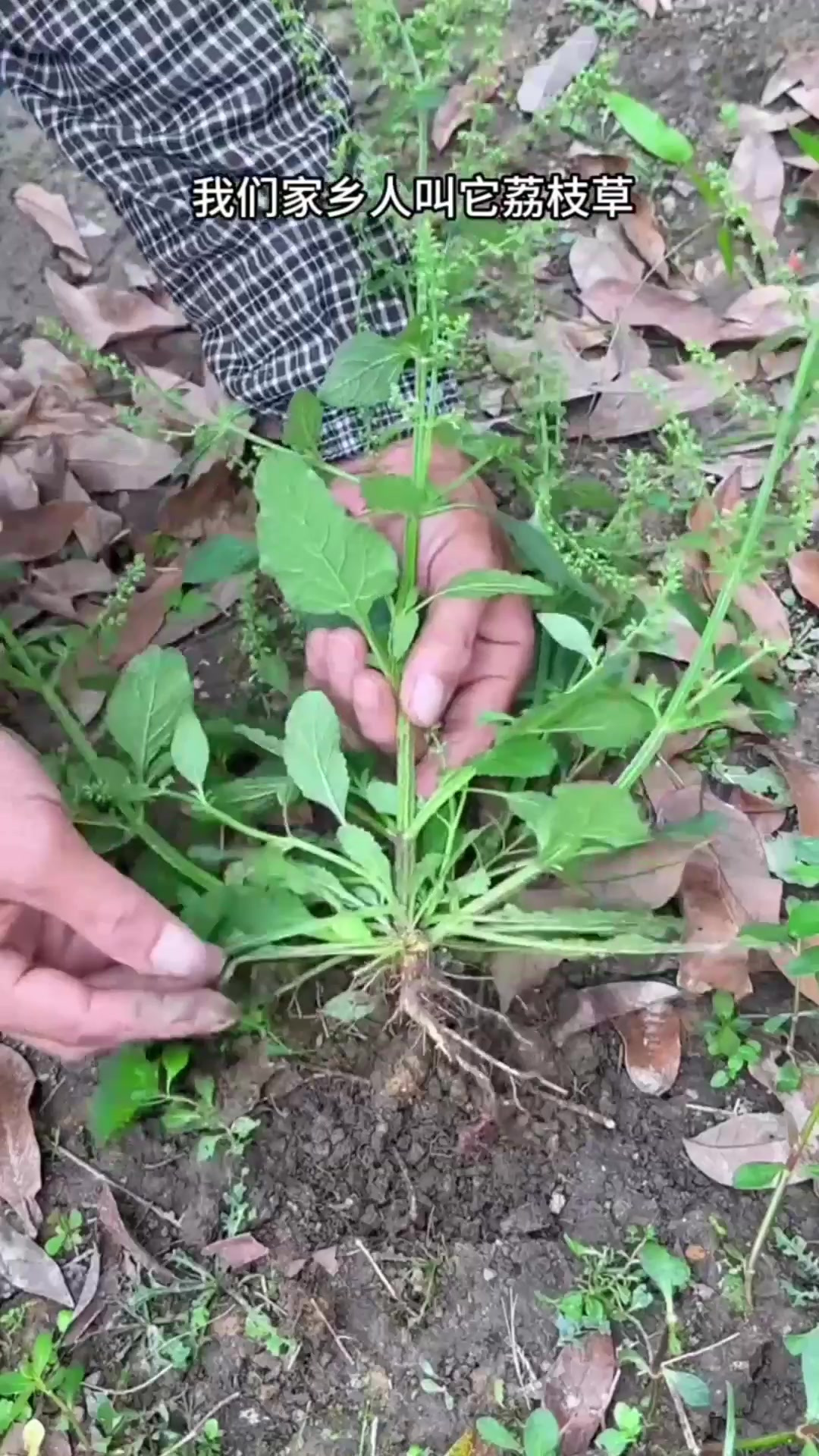 荔枝草的药用价值图片