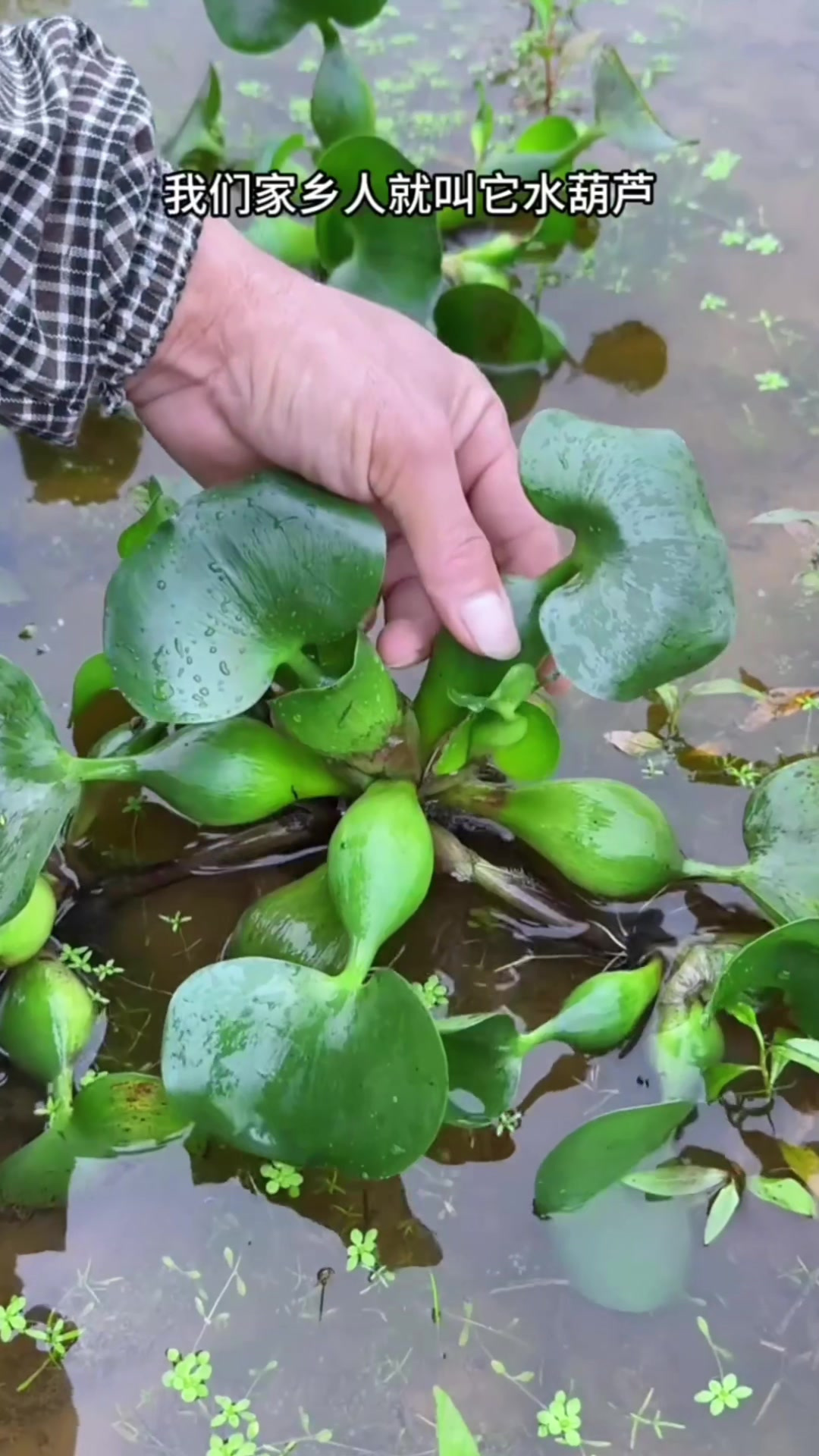 滇池水葫芦图片