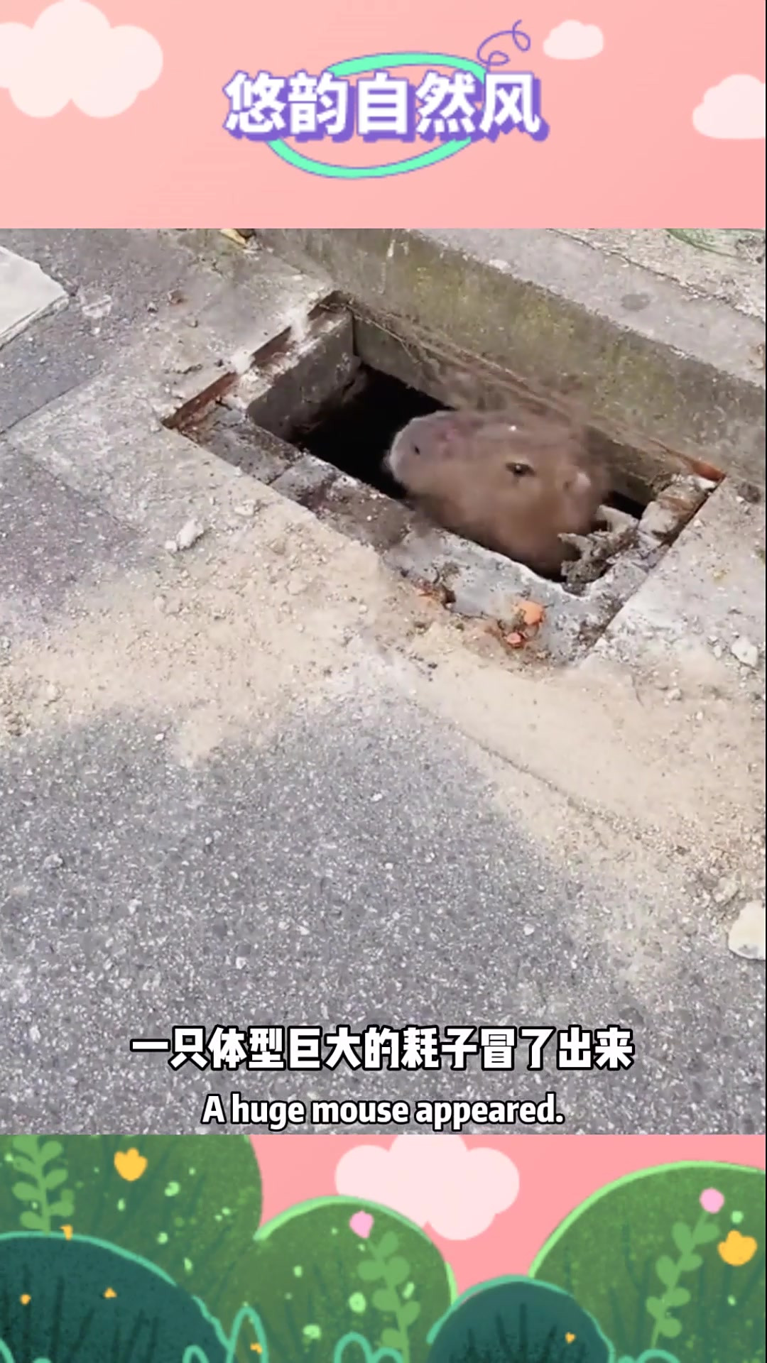 工人下水道发现,巨型老鼠太吓人