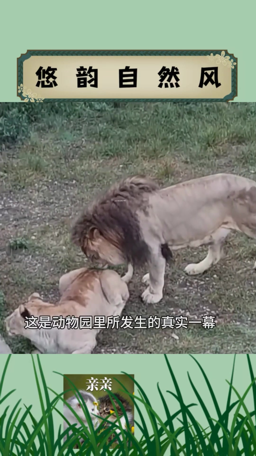 新狮王如何对待母狮