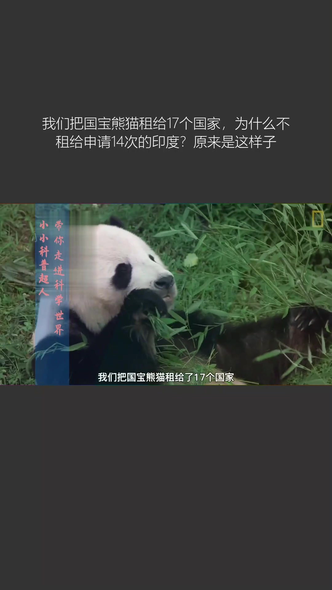 印度熊猫广告图片