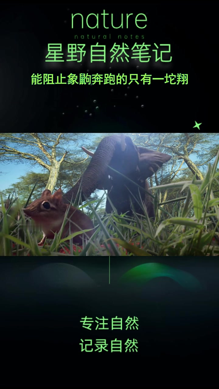 能阻止象鼩奔跑的只有一坨翔