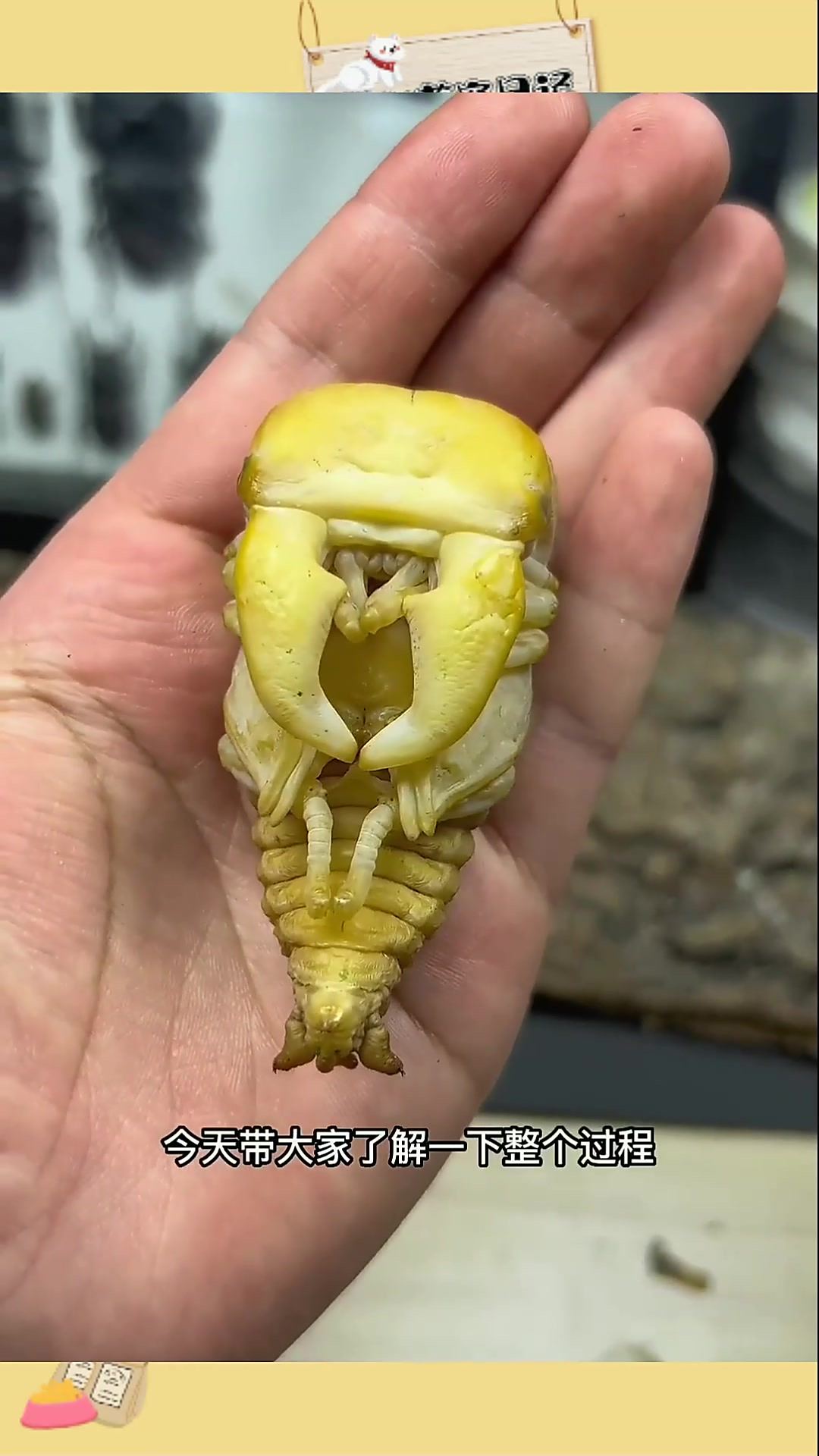 化蛹过程与甲虫幼虫称重揭秘