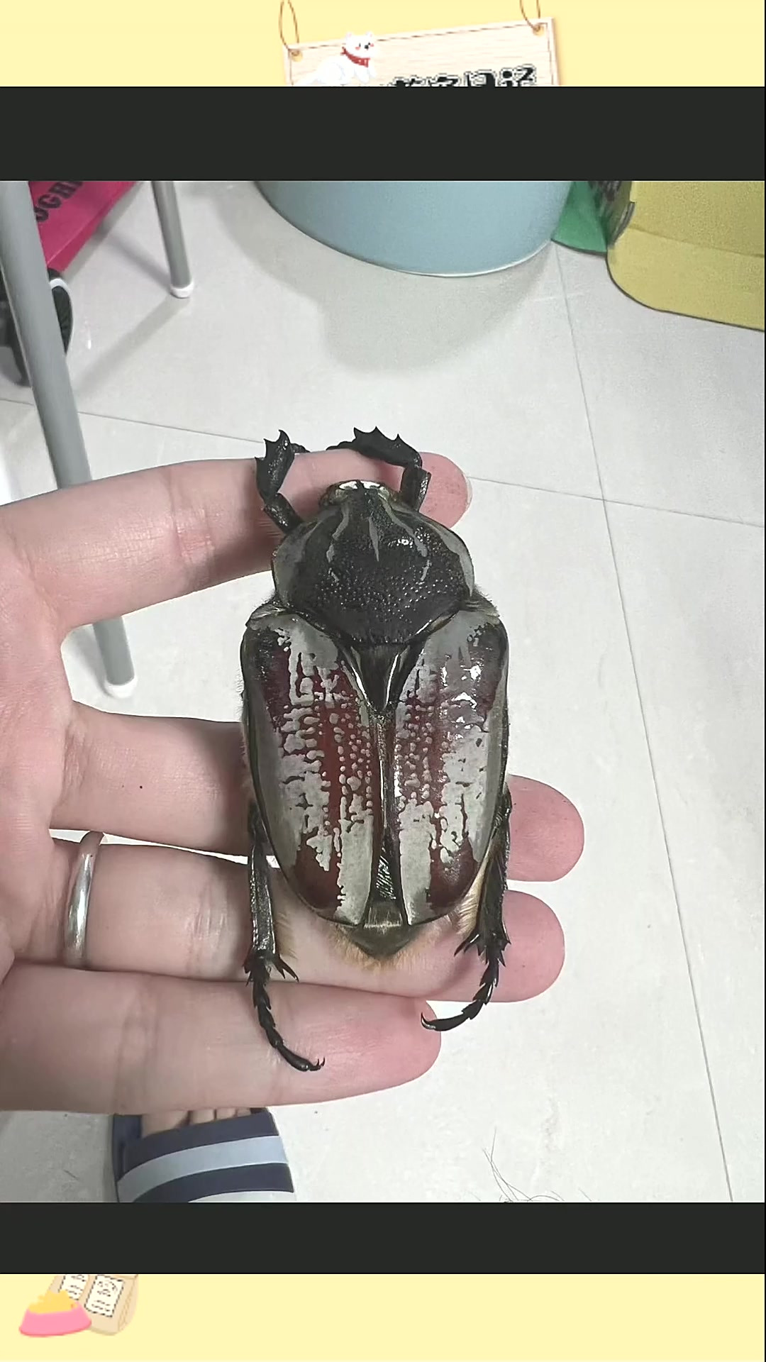 甲虫鞘翅修复术,干货分享!