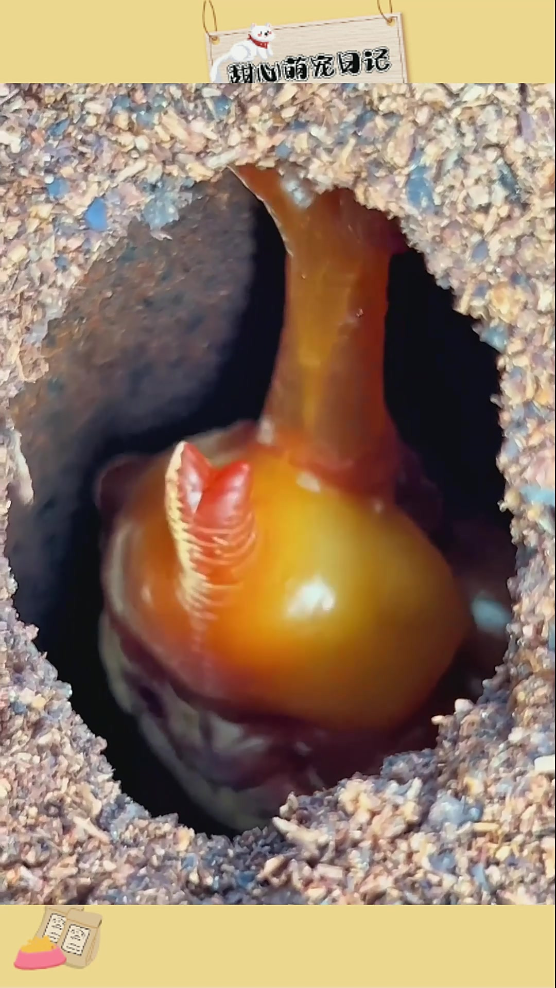 甲虫蛹室啥样,化蛹大揭秘!