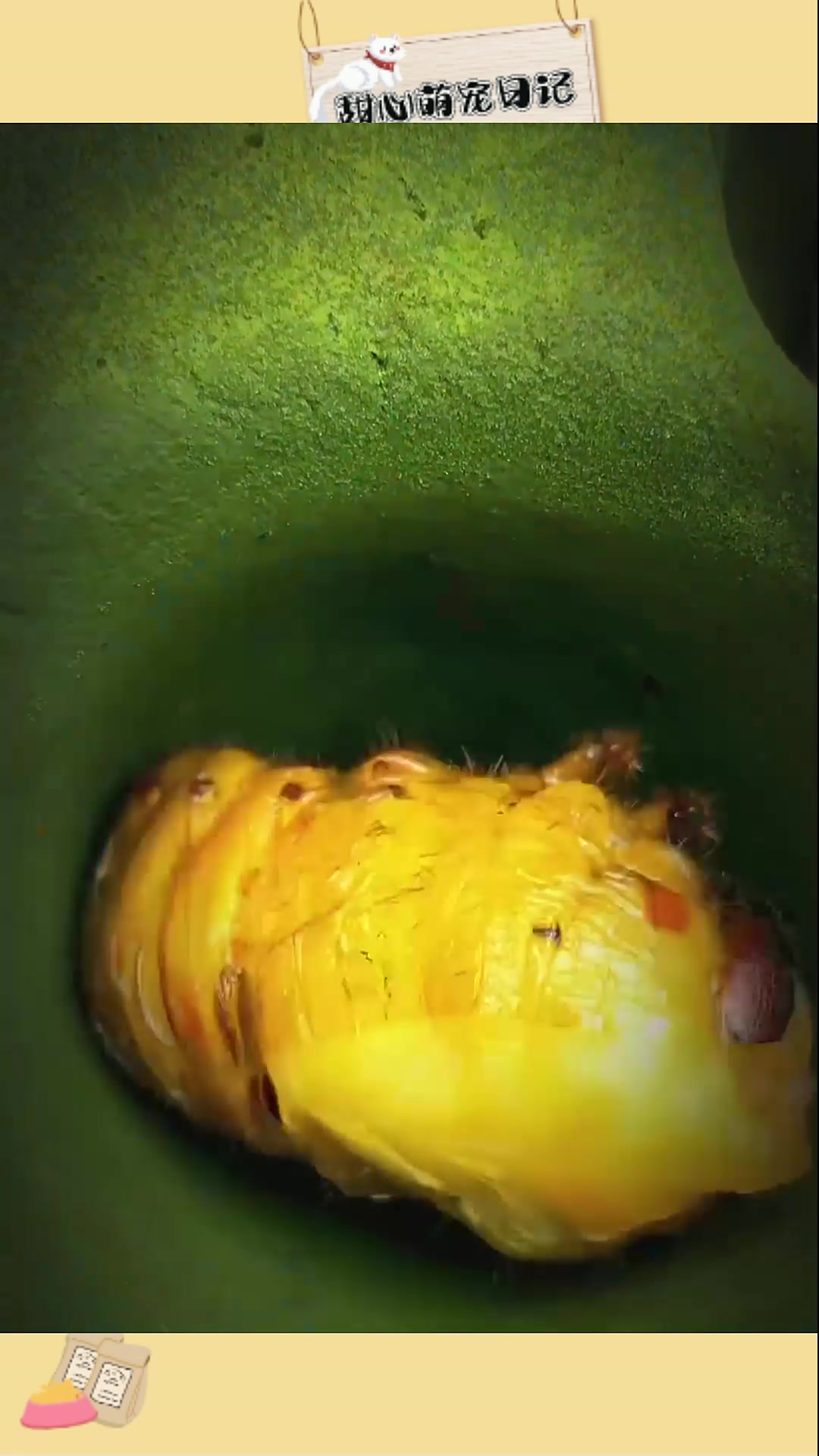 甲壳虫独角仙化蛹实录,震撼来袭!