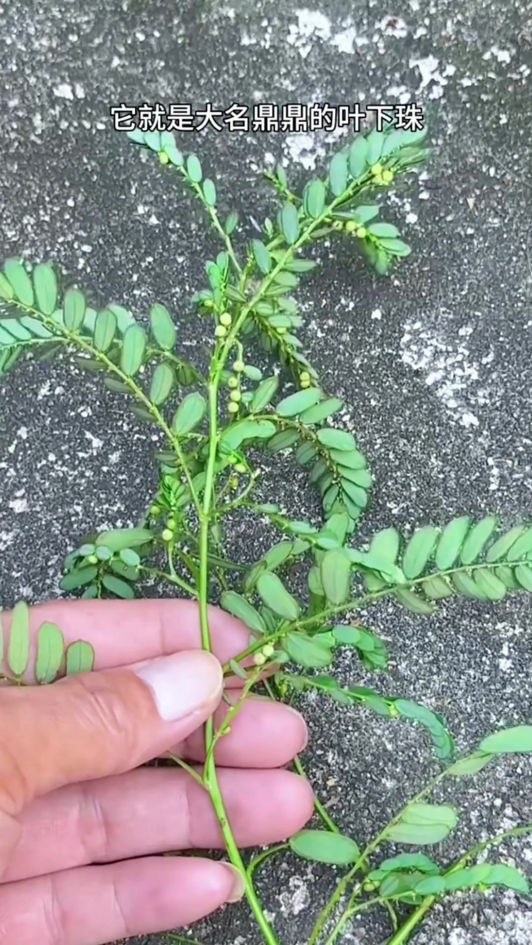 珠子草的药用价值图片