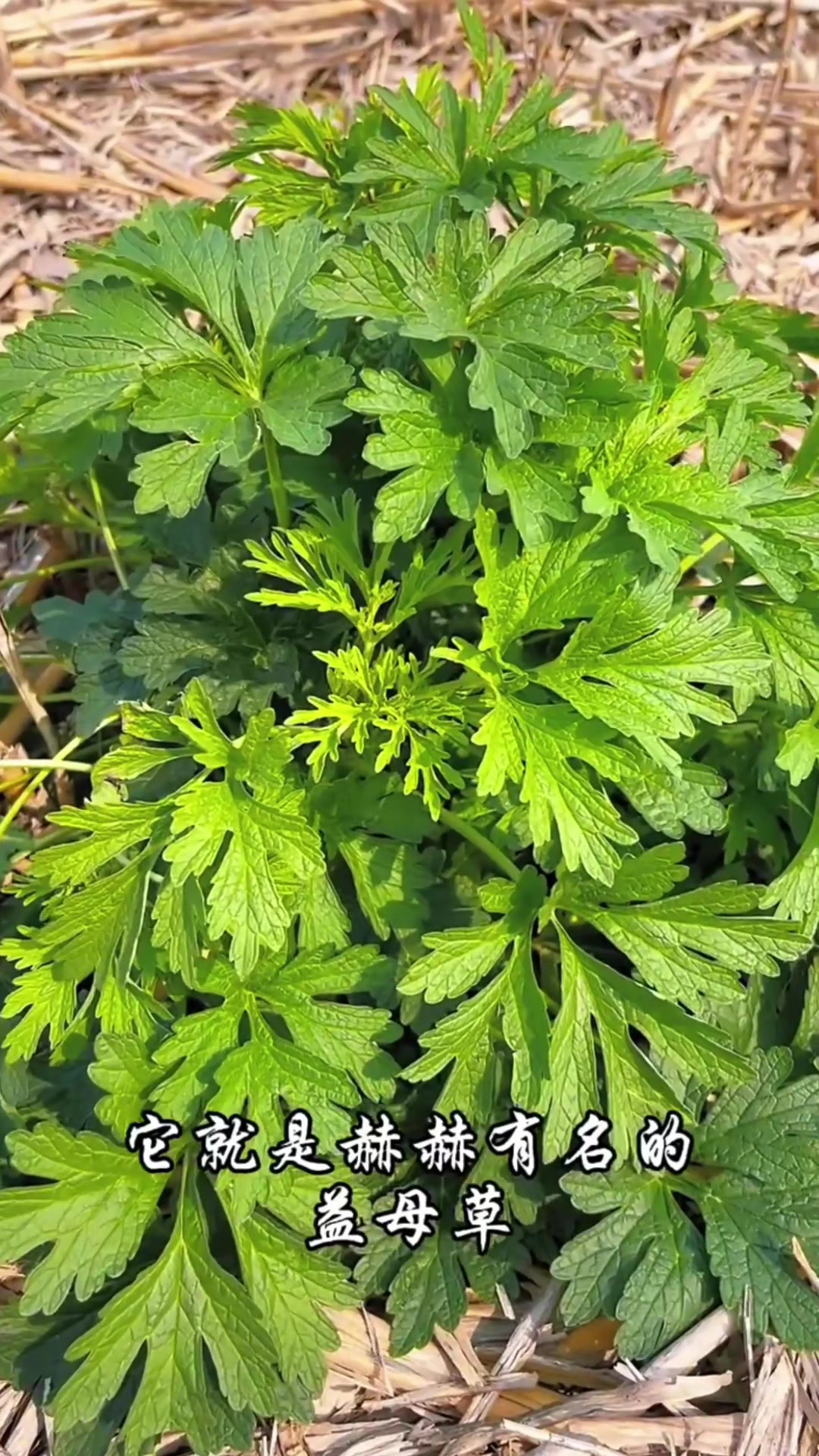 益母草的功效与主治图片