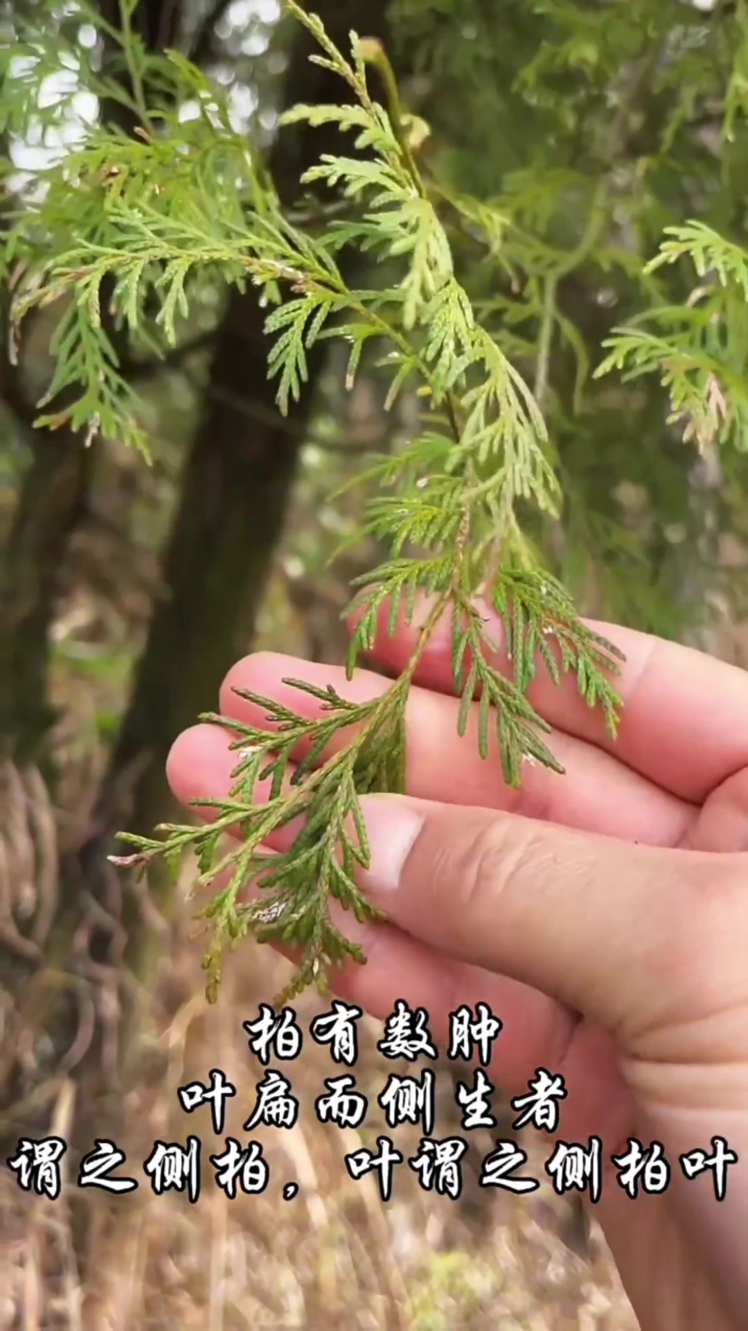 侧柏叶,又称扁柏叶,香柏叶,你了解它的价值吗