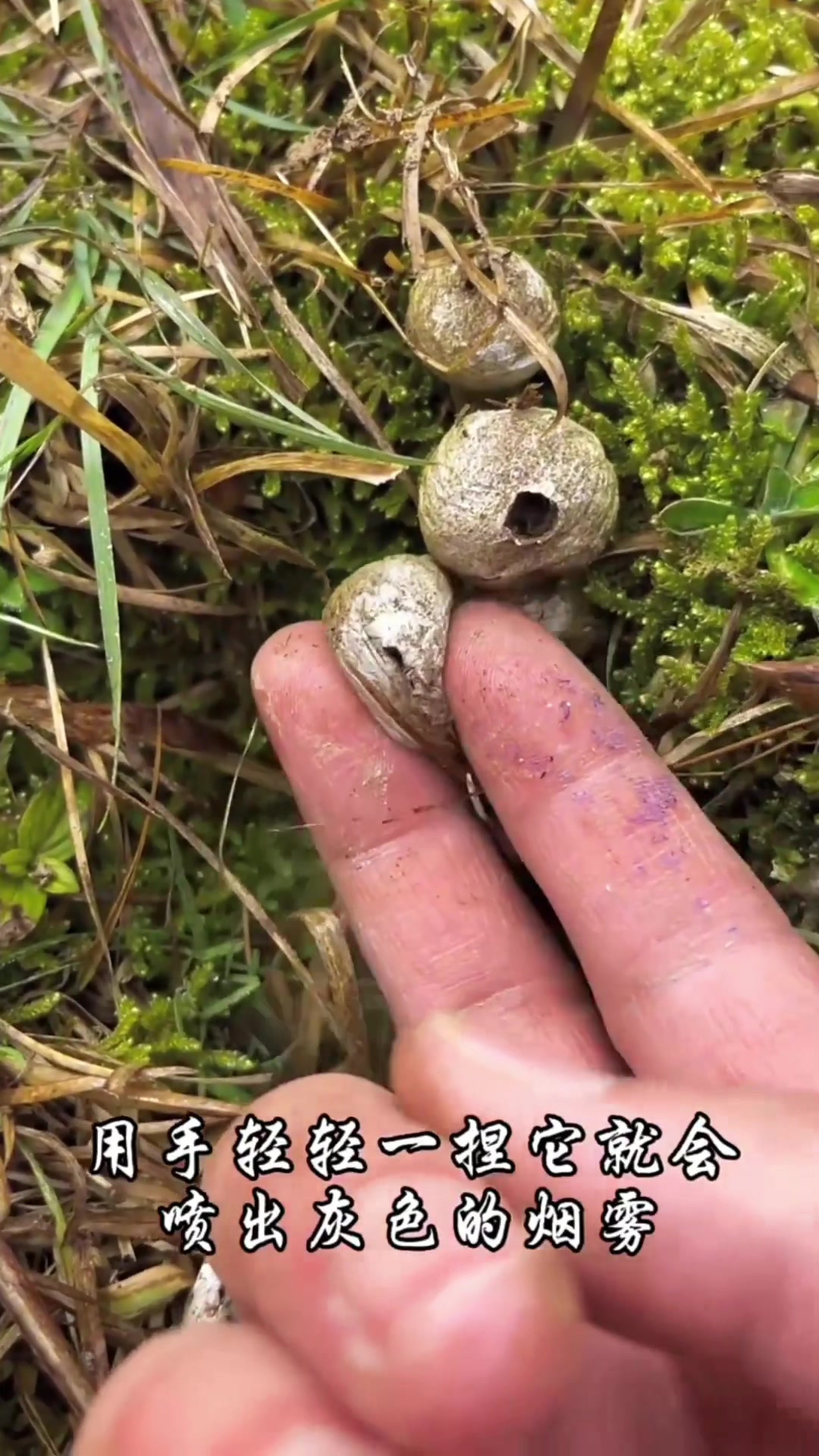 马勃又称马粪包,马屁炮,灰包,你见过这种真菌吗?非常的好玩